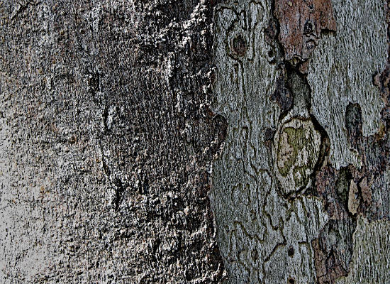 Tree Bark 3