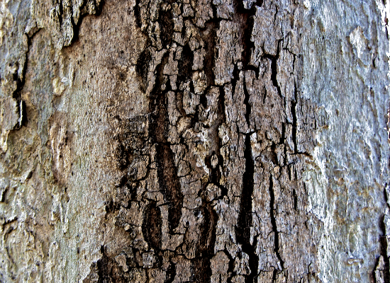 Tree Bark 4