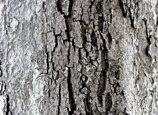 Tree Bark 5
