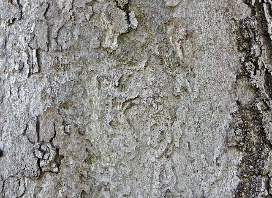 Tree Bark 6