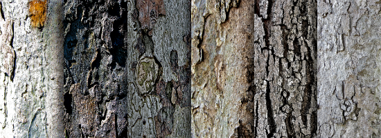 Tree Bark Title Header