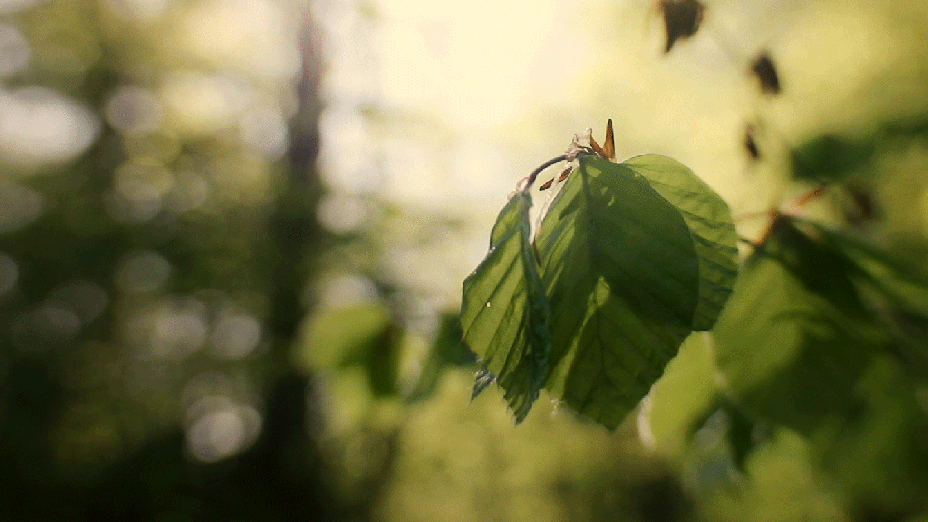 Spring Leaf by Vida Dimovska