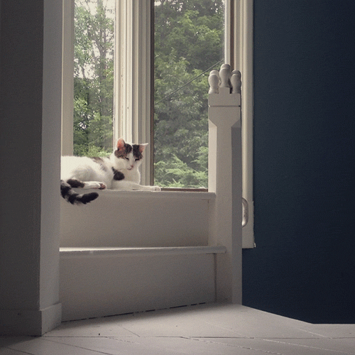 Cat In Window by Sam Cannon