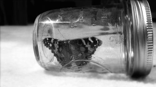 Butterfly in jar by Sam Cannon
