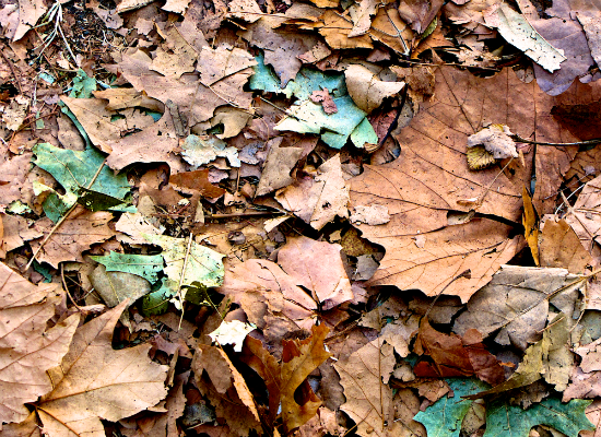 Fall Leaves 1