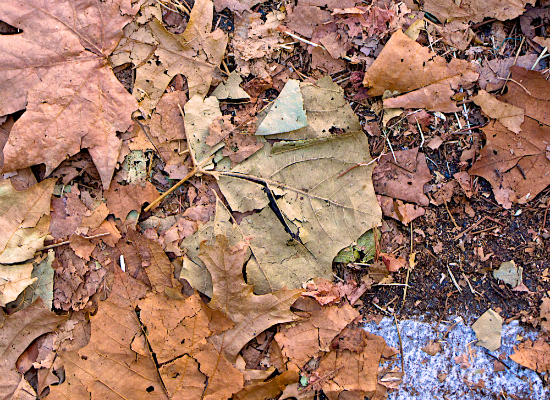 Fall Leaves 2