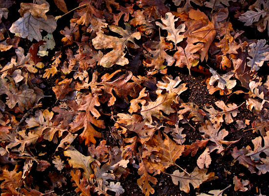 Fall Leaves 3
