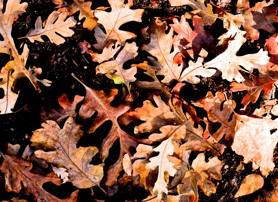Fall Leaves 4