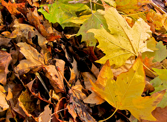 Fall Leaves 6