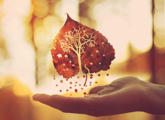 Autumn is a second spring when every leaf is a flower. by Joel Robison