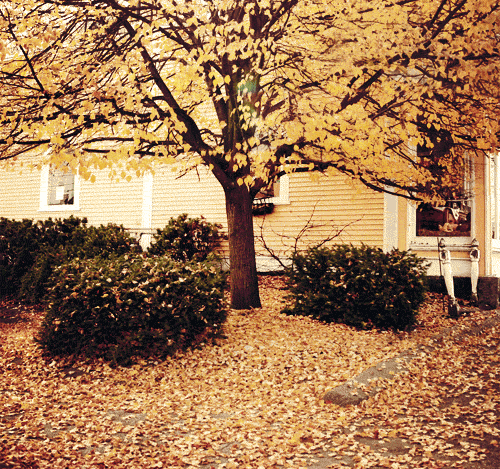 Falling Leaves by VerGuy
