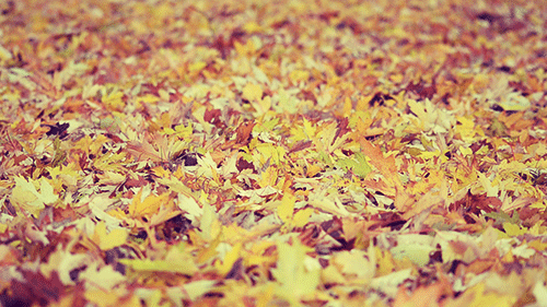 Autumn Leaves by Hamburg Cinemagraphs