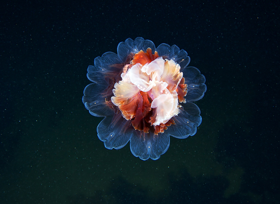 Jellyfish Madness by Alexander Semenov