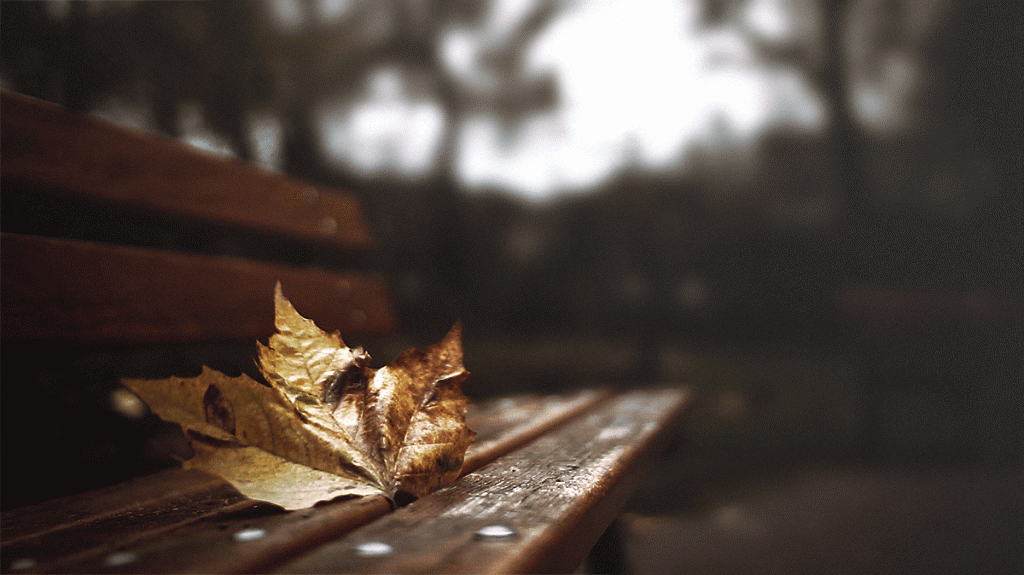 Autumn Leaf by Julien Douvier